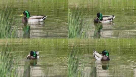 水塘里的绿头鸭高清在线视频素材下载