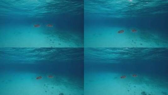 水母在海底世界里游动【4K】高清在线视频素材下载