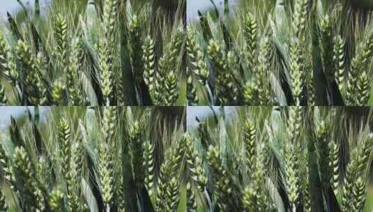 风吹小麦高清在线视频素材下载