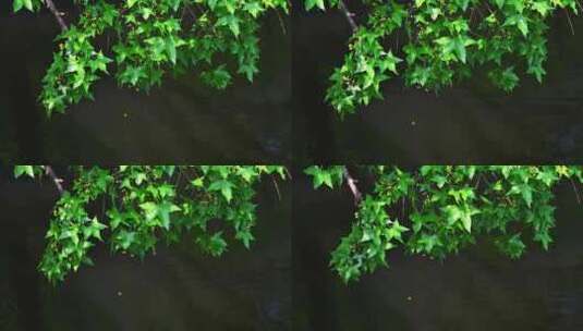 春天阳光水边绿色枫树枝叶倒影高清在线视频素材下载