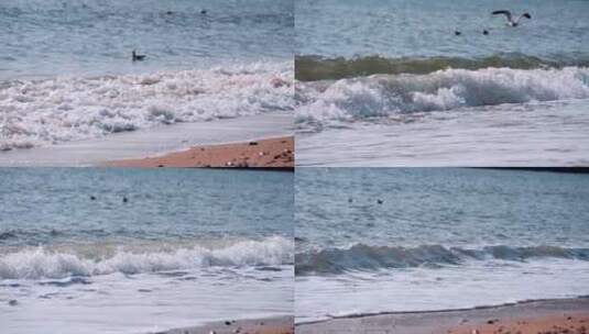 沙滩海滩上的海鸥休息的海鸥高清在线视频素材下载