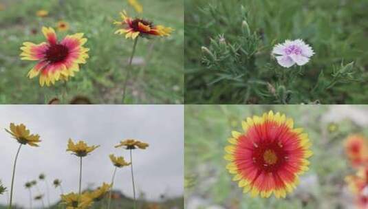 4k 实拍盛开花朵蜜蜂采蜜高清在线视频素材下载