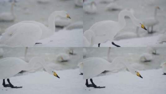 慢动作 白天鹅 飞翔 雪景湖景冬日野生动物高清在线视频素材下载