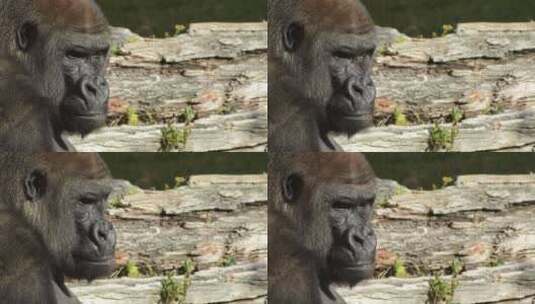 自然公园里的大猩猩高清在线视频素材下载