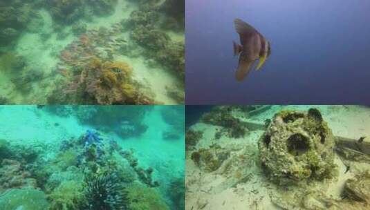 海底世界鱼群环绕 海龟珊瑚海洋生物高清在线视频素材下载