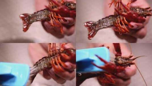 小龙虾身上的污渍刷洗小龙虾高清在线视频素材下载