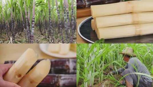 甘蔗产地 甘蔗种植 黑皮甘蔗高清在线视频素材下载