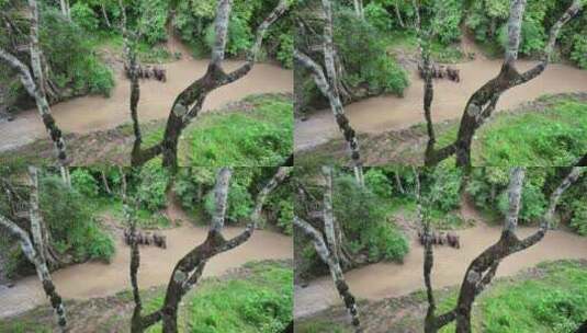 西双版纳雨林野象群高清在线视频素材下载