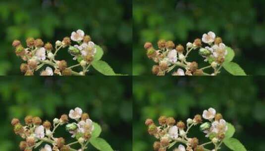 花园、甲虫、绿玫瑰金龟子、黑莓荆棘花高清在线视频素材下载