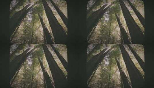 穆尔森林8毫米电影风格的高大红杉树高清在线视频素材下载
