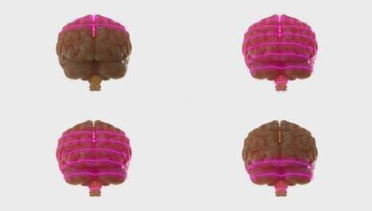 大脑、扫描、激光、科学高清在线视频素材下载