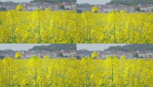 油菜花唯美意境春暖花开高清在线视频素材下载