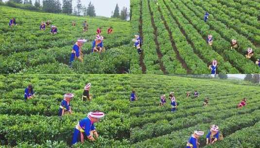 彝族姑娘茶山采茶茶园茶山乡村振兴航拍高清在线视频素材下载