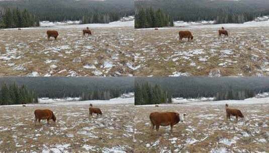 新疆：初冬在雪地里吃草的牛高清在线视频素材下载