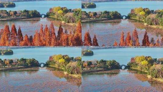 航拍徐州云龙湖风景区深秋初冬的红色水杉树高清在线视频素材下载