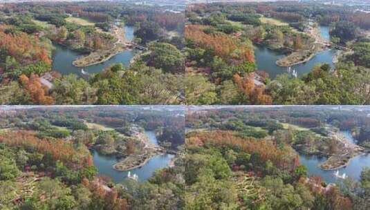 上海共青森林公园秋天风景  上海秋天高清在线视频素材下载