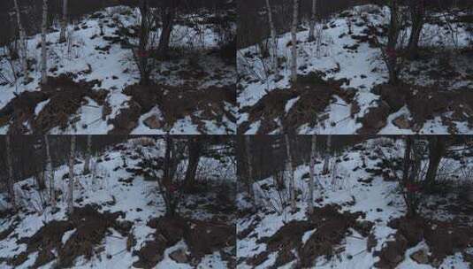 冬天 冬季 寒冷 凄凉 冷漠高清在线视频素材下载