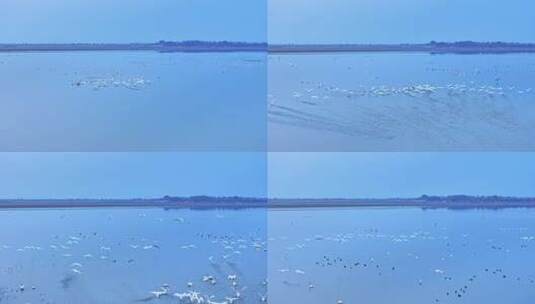 鄱阳湖湿地日落候鸟大雁飞鸟景观高清在线视频素材下载