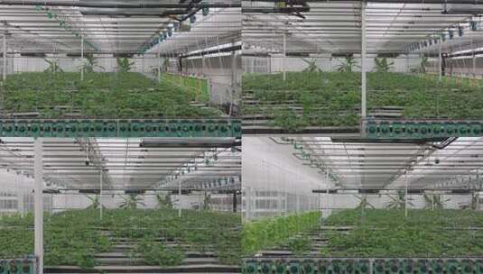 温室大棚内蔬菜种植场景高清在线视频素材下载