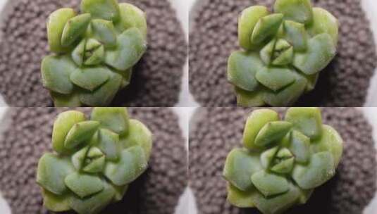 妮可莎娜多肉植物盆栽绿植高清在线视频素材下载