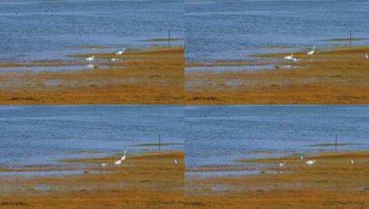青海湖草原湿地鸟类动物自然风光高清在线视频素材下载
