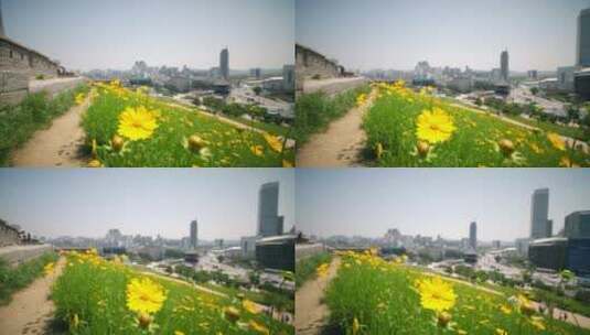 首尔背景下的黄色花朵高清在线视频素材下载