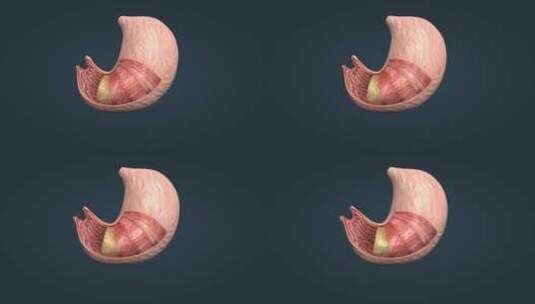 贲门幽门浆胃襞膜黏膜环形纵形斜形平滑肌层高清在线视频素材下载
