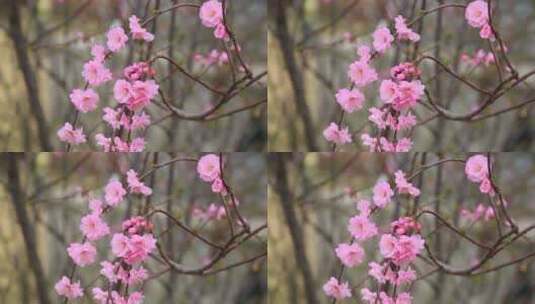 春天百花开高清在线视频素材下载