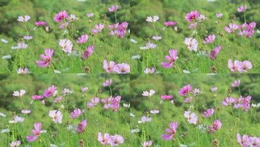 花园绿化 花草植物高清在线视频素材下载