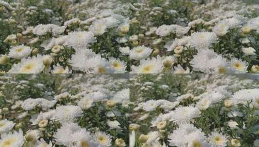 白色菊花高清在线视频素材下载