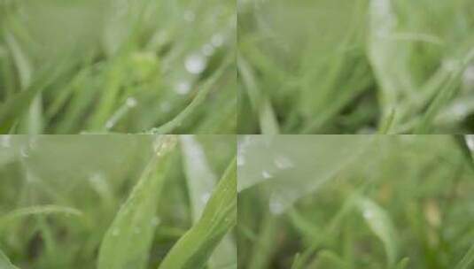 植物叶子上的雨滴特写高清在线视频素材下载