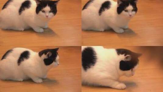孤独氛围猫咪地板玩耍实拍视频高清在线视频素材下载