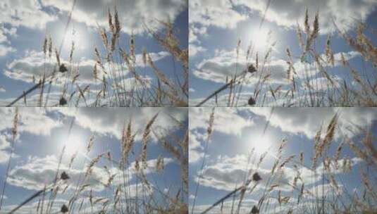 秋季被风吹动的干草高清在线视频素材下载