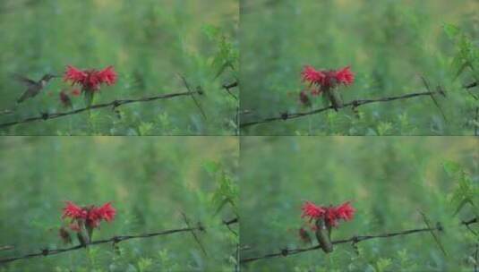 蜂鸟在红色的花上觅食高清在线视频素材下载