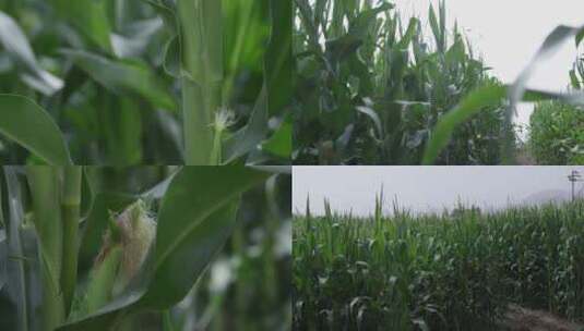 4K玉米高清实拍高清在线视频素材下载