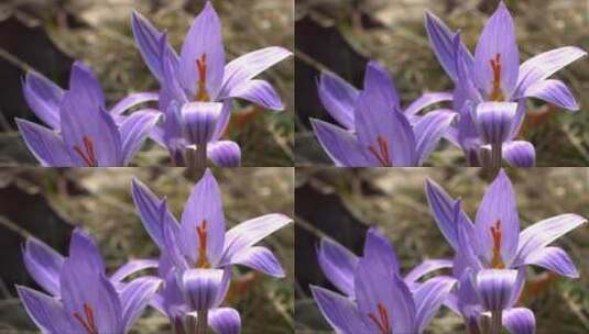 紫色小花的特写镜头高清在线视频素材下载