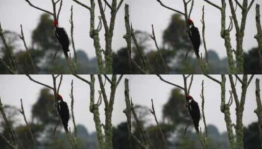 啄木鸟啃食树木高清在线视频素材下载