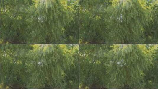 随风摇摆的柳树枝条高清在线视频素材下载
