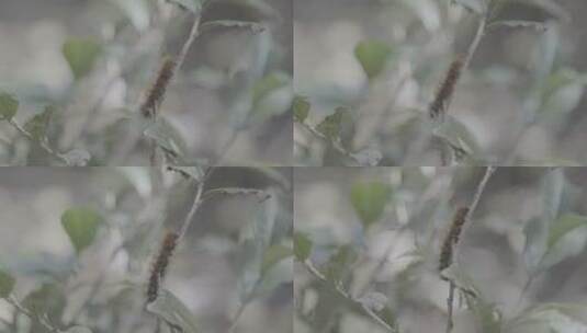 茶树毛毛虫高清在线视频素材下载