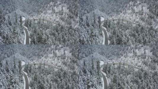 汽车行驶在大雪纷飞的鲁朗林海中的川藏公路高清在线视频素材下载