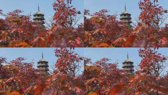 济南红叶谷景区，红叶满山迎来最佳观赏高清在线视频素材下载