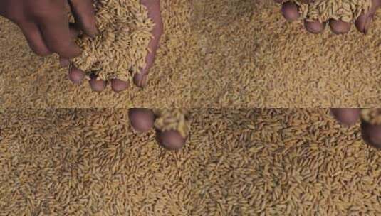 农民抓起稻揉捏饱满的果实粮食高清在线视频素材下载