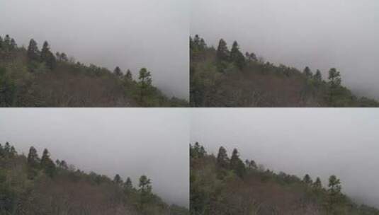 雾天树木树枝阴天树林雨天森林山间云雾缭绕高清在线视频素材下载