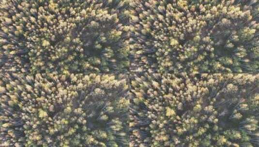 航拍秋天茂密的金色树林高清在线视频素材下载