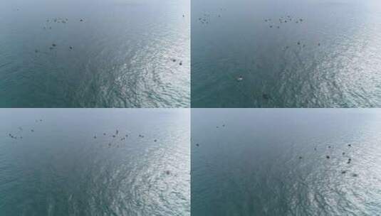 水面上成群的野鸭自由嬉戏高清在线视频素材下载