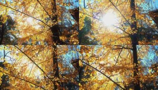 景区古银杏树光影视频高清在线视频素材下载