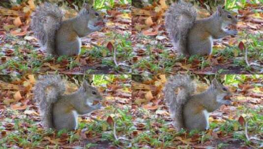 在吃食物的小松鼠松鼠觅食松鼠吃东西高清在线视频素材下载