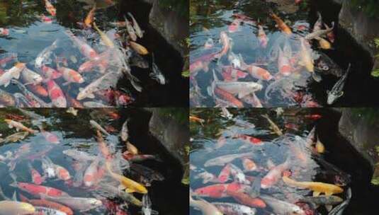水中美丽的锦鲤锦鲤喜庆欢庆高清在线视频素材下载
