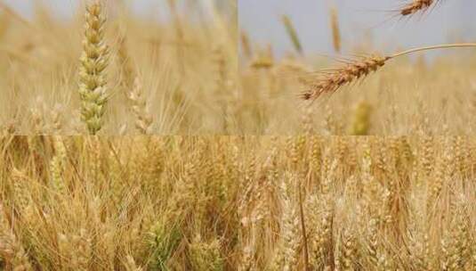 夏天自然金黄色小麦实拍特写农业素材高清在线视频素材下载