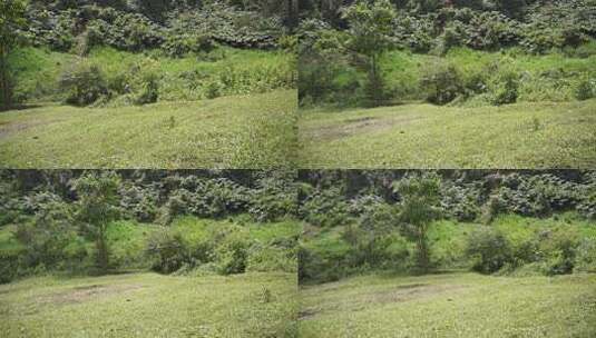 高大的绿树和绿色斜坡的森林高清在线视频素材下载